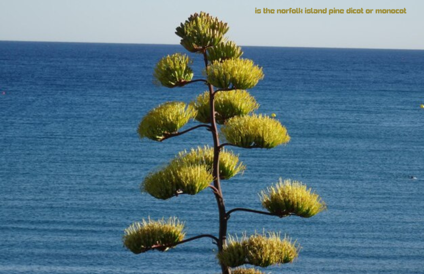 is the norfolk island pine dicot or monocot