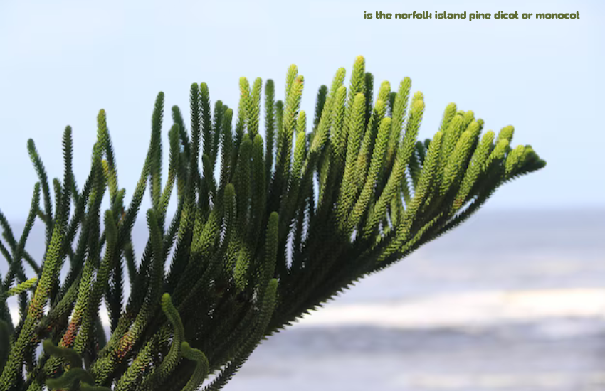 is the norfolk island pine dicot or monocot